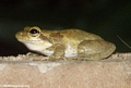 Frog in shower (Tsingy de Bemaraha)