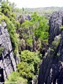 tsingy forest (Tsingy de Bemaraha)