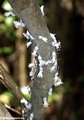 Flatid leaf bug nymphs; tree trunk (Tsingy de Bemaraha)