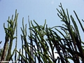 Alluaudia procera spiny plants (Berenty)