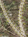 Alluaudia spiny plant (Berenty)