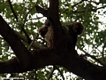 Pair of red-fronted brown lemur s (Berenty)