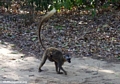 Red-fronted brown lemur with baby on back (Berenty)