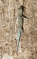 Phelsuma mutabilis gecko (Berenty)