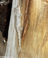 Phelsuma mutabilis at Berenty (Berenty)