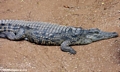 Nile crocodile (Berenty)