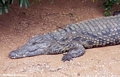Nile crocodile (Crocodylus niloticus) (Berenty)