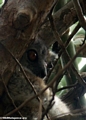 White-footed sportive lemur (Berenty)