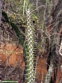 Alluaudia spiny plant (Berenty)