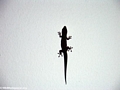 Phelsuma gecko in Ft. Dauphin (Berenty)