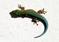 Phelsuma gecko in Taolagnaro (Berenty)