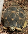 Madagascar radiated tortoise (Berenty)