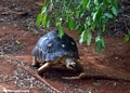 Geochelone radiata tortoise (Berenty)