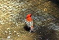 Red bird  in Taolagnaro (Berenty)