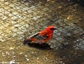 Red bird  near fort dauphin (Berenty)