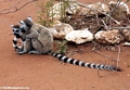 Huddled ringtail lemurs (Berenty)