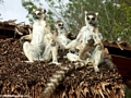 Ringtail lemurs sunning on thatch hut (Berenty)