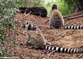 Mother ringtail lemur (Berenty)