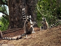 Ring-tailed lemurs paddycake (Berenty)