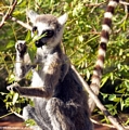 Ringtailed lemur (Lemur catta) eating leaves (Berenty)