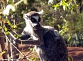 Lemur catta eating leaves (Berenty)