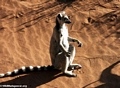 Ringtailed lemur sunbathing (Berenty)