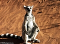 Lemur catta sunbathing (Berenty)