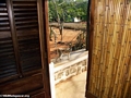 Ringtailed lemur on porch (Berenty)