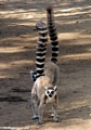 Ringtailed lemurs at attention (Berenty)