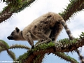 Ring-tailed lemur on spiny plant (Berenty)