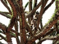 Ring-tailed lemur on Alluaudia (Berenty)