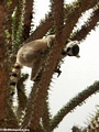 Ringtail lemur on Alluaudia (Berenty)