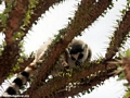 Ringtail lemur (Lemur catta) on Alluaudia tree (Berenty)