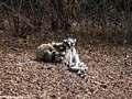 Ring-tailed lemurs huddling together for warmth (Berenty)
