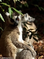 Ringtail lemur in gallery forest (Berenty)