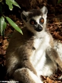 Ringtailed lemur in gallery forest (Berenty)