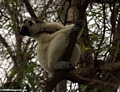 Sifaka lemur craning to get a better view (Berenty)