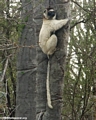Tree-hugging sifaka lemur (Berenty)