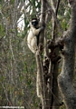 Tree-hugging  lemur (Berenty)