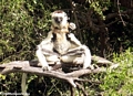 Mother sifaka sunning with baby lemur on back (Berenty)
