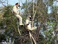Meditating sifaka lemurs (Berenty)