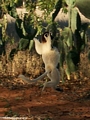 Leaping lemur (Berenty)