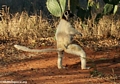 Sashaying Verreaux's sifaka lemur (Berenty)