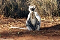 Sunning sifaka lemur (Berenty)