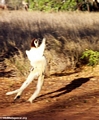 Leaping Propithecus verreauxi verreauxi lemur (Berenty)