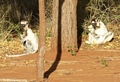 Sifaka lemurs on ground (Berenty)