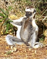 Sifaka lemur in meditation (Berenty)