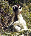 Meditating sifaka lemur (Berenty)