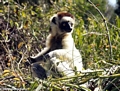 Relaxing sifaka lemur (Berenty)