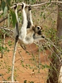 Sifaka lemur hanging out while feeding (Berenty)